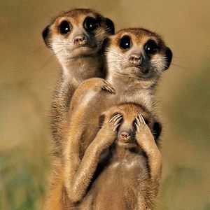 Meet your Posher, Darla